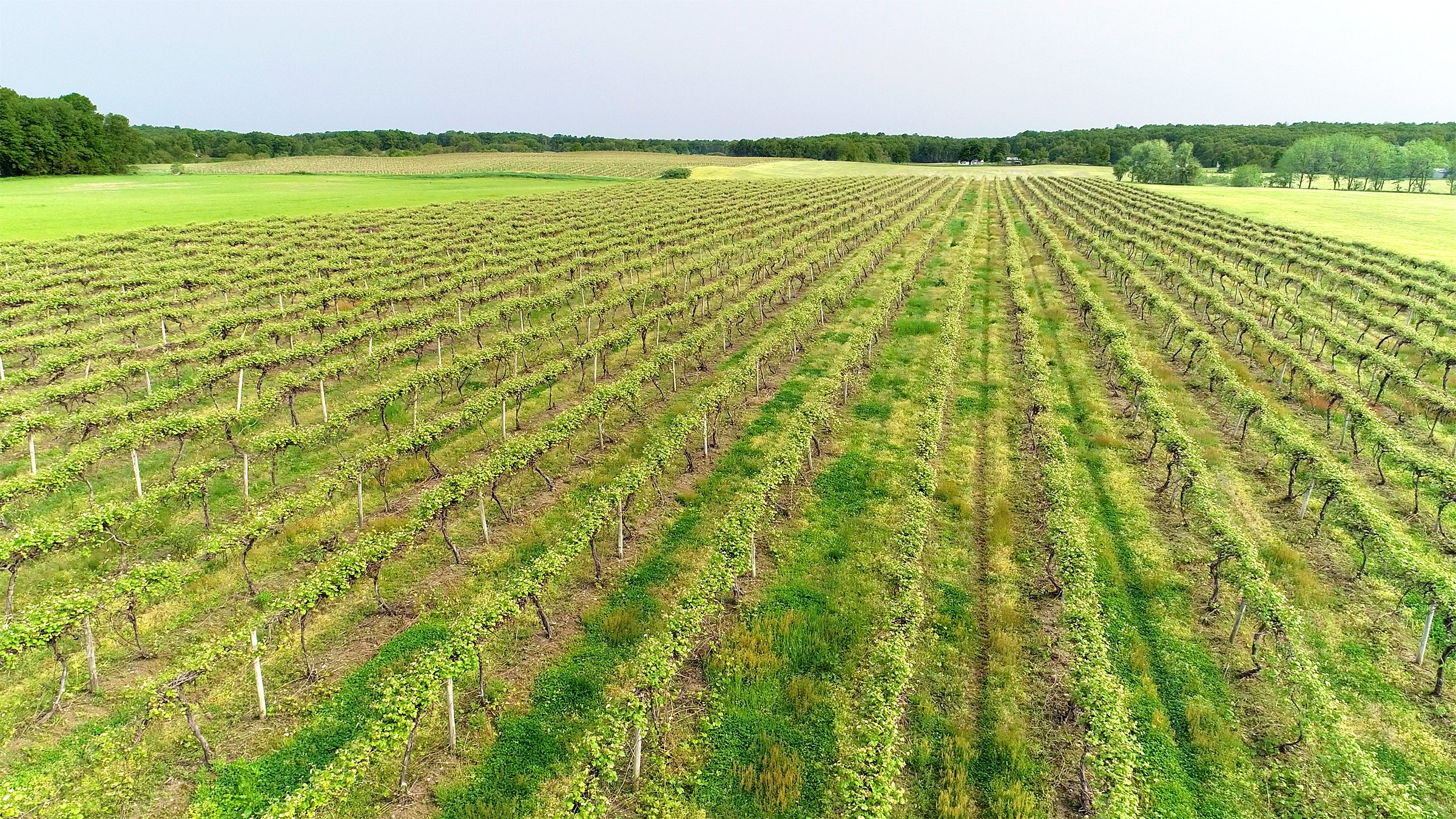 Van Buren County, Michigan farmland - LAND AUCTION - 194+/- ACRES OFFERED IN 5 TRACTS IN VAN BUREN COUNTY, MICHIGAN